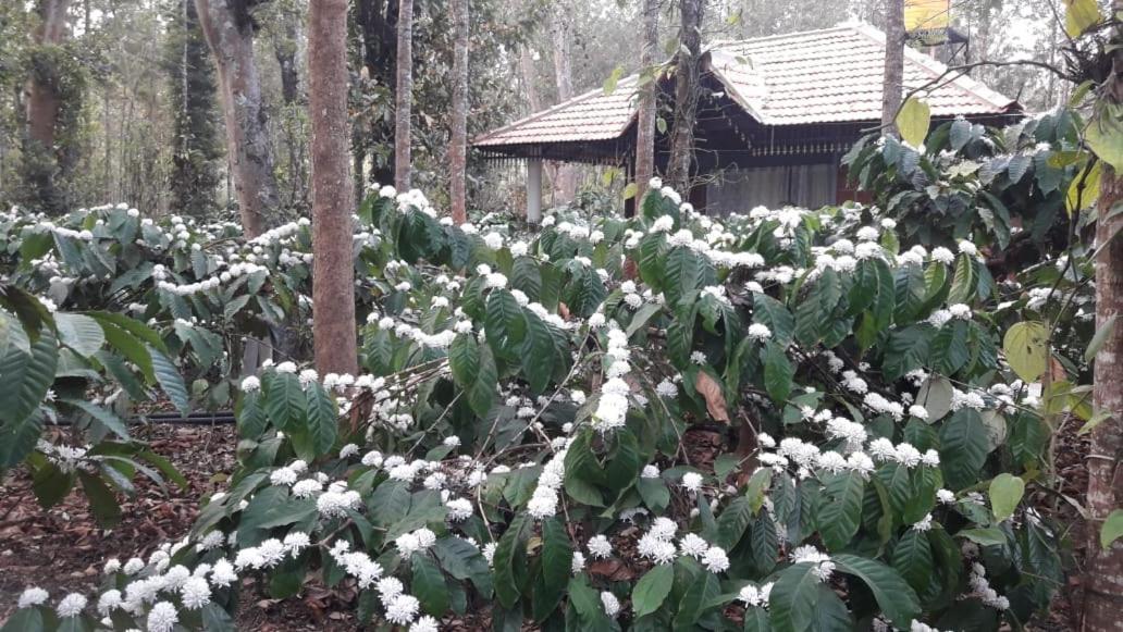 Rai Cottage @ Coorg ,Suntikoppa Dış mekan fotoğraf